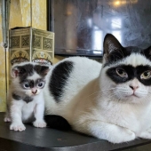 11 Animals Showcasing Unique And Extraordinary Fur Markings