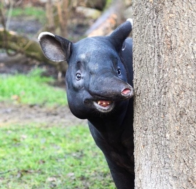 11 animals that couldn't come to terms with genetics