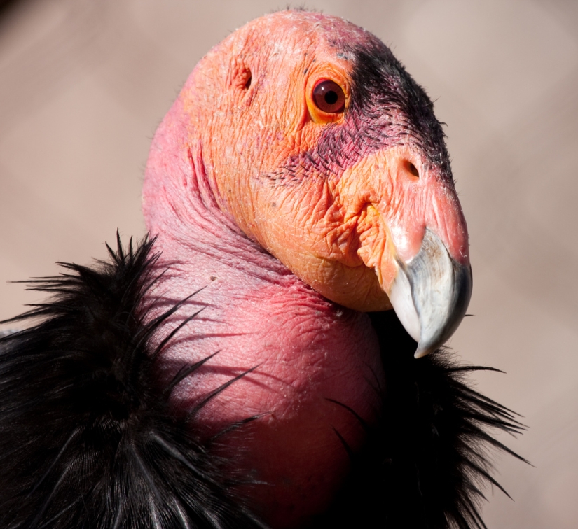 11 animals that couldn't come to terms with genetics