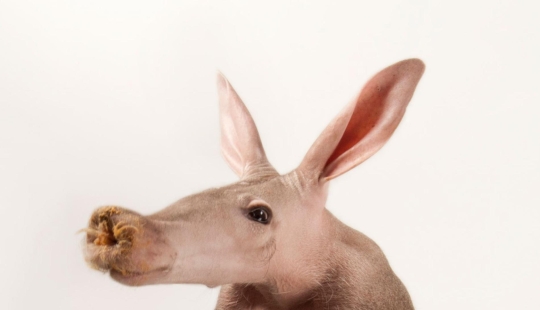 11 animals that couldn't come to terms with genetics