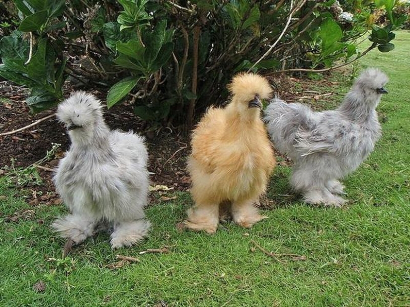 11 animals that couldn't come to terms with genetics