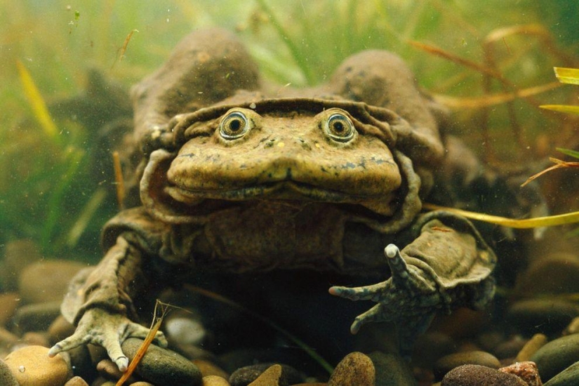 11 aspirantes al título del animal más feo del planeta