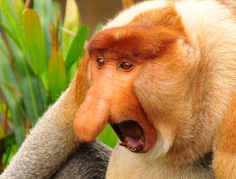 11 aspirantes al título del animal más feo del planeta
