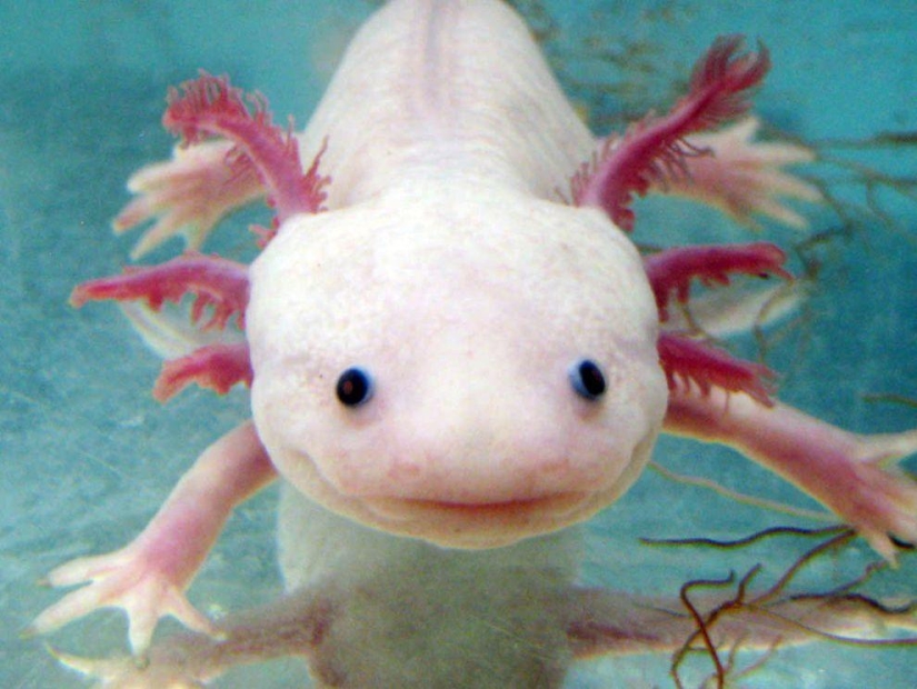 11 aspirantes al título del animal más feo del planeta