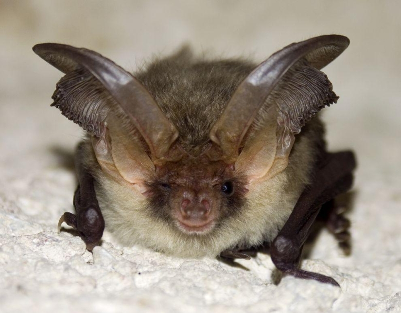 11 aspirantes al título del animal más feo del planeta