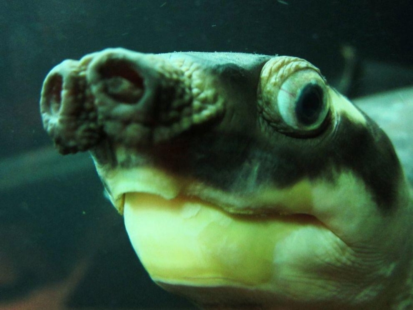 11 aspirantes al título del animal más feo del planeta