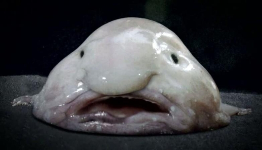 11 aspirantes al título del animal más feo del planeta