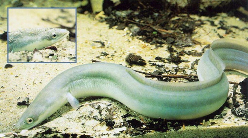 11 aspirantes al título del animal más feo del planeta