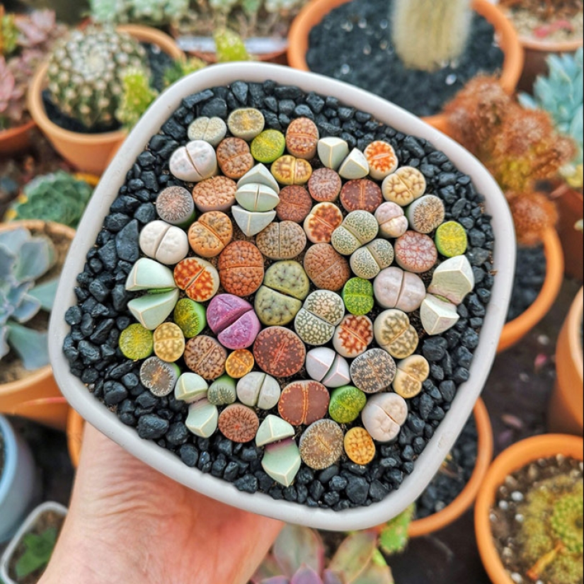 11 especímenes botánicos extraños y únicos que quizás no hayas visto antes 11 especímenes botánicos extraños y únicos que quizás no hayas visto antes