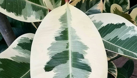 11 especímenes botánicos extraños y únicos que quizás no hayas visto antes