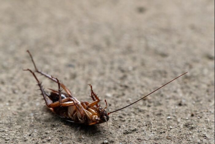 11 hechos extraños y sorprendentes que probablemente no sabías