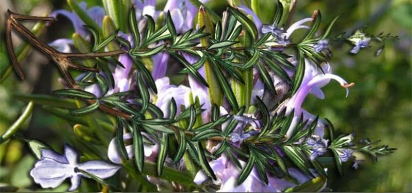 11 herbs to keep mosquitoes away