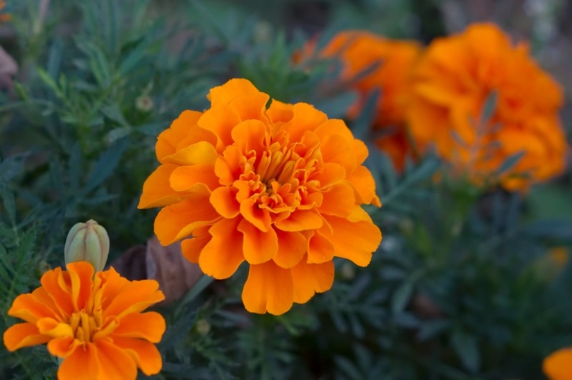 11 herbs to keep mosquitoes away