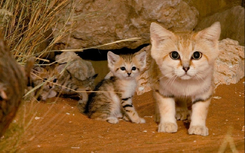11 Rare Wild Cat Species You Probably Didn’t Know Exist 11 Rare Wild Cat Species You Probably Didn’t Know Exist