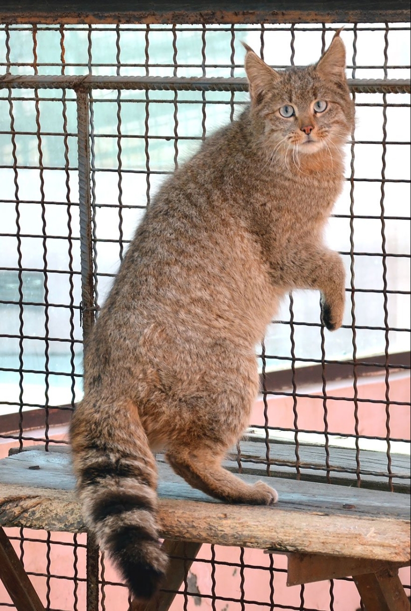 11 Rare Wild Cat Species You Probably Didn’t Know Exist 11 Rare Wild Cat Species You Probably Didn’t Know Exist