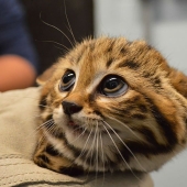 11 Rare Wild Cat Species You Probably Didn’t Know Exist 11 Rare Wild Cat Species You Probably Didn’t Know Exist