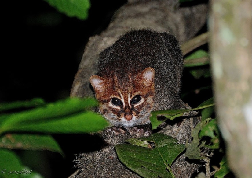 11 Rare Wild Cat Species You Probably Didn’t Know Exist 11 Rare Wild Cat Species You Probably Didn’t Know Exist