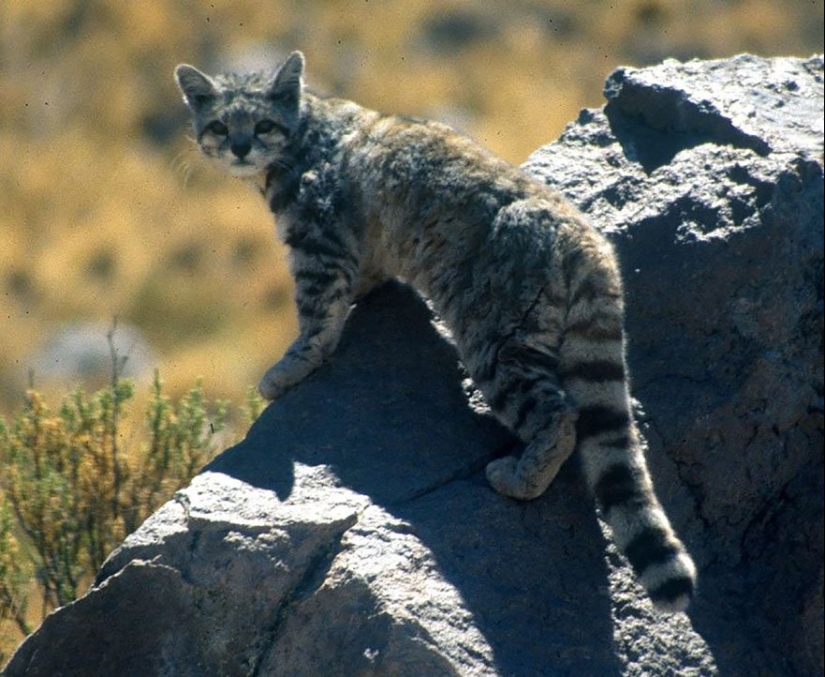 11 Rare Wild Cat Species You Probably Didn’t Know Exist 11 Rare Wild Cat Species You Probably Didn’t Know Exist