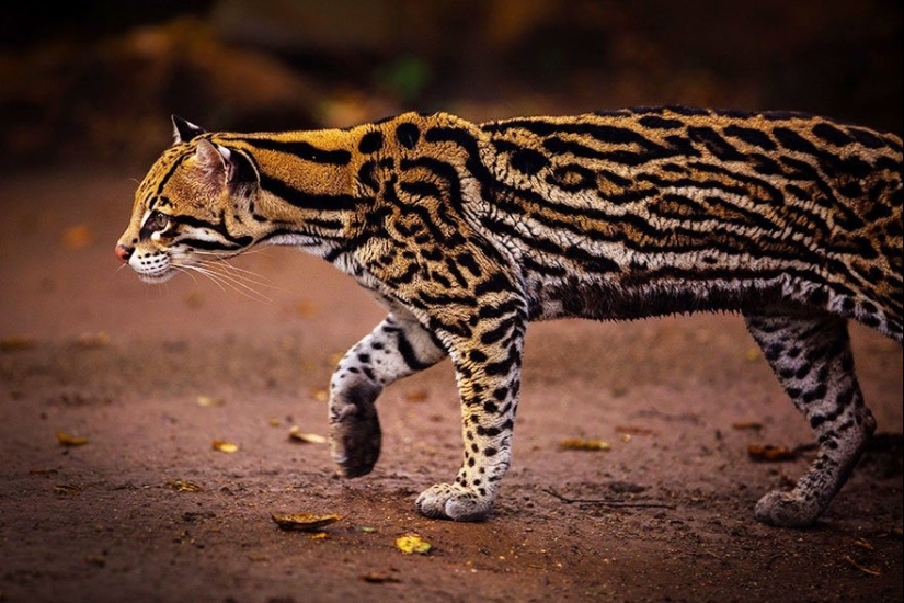 11 Rare Wild Cat Species You Probably Didn’t Know Exist 11 Rare Wild Cat Species You Probably Didn’t Know Exist