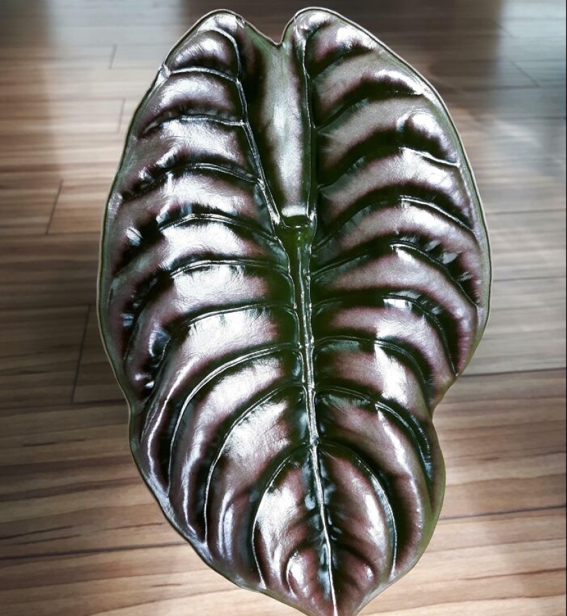 11 Strange And Unique Botanical Specimens You Might Not Have Seen Before 11 Strange And Unique Botanical Specimens You Might Not Have Seen Before