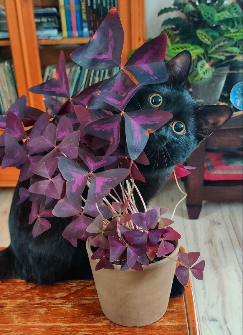 11 Strange And Unique Botanical Specimens You Might Not Have Seen Before 11 Strange And Unique Botanical Specimens You Might Not Have Seen Before