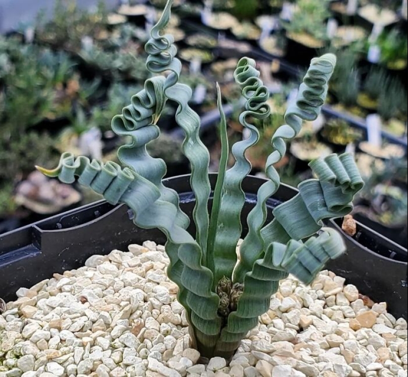 11 Strange And Unique Botanical Specimens You Might Not Have Seen Before 11 Strange And Unique Botanical Specimens You Might Not Have Seen Before