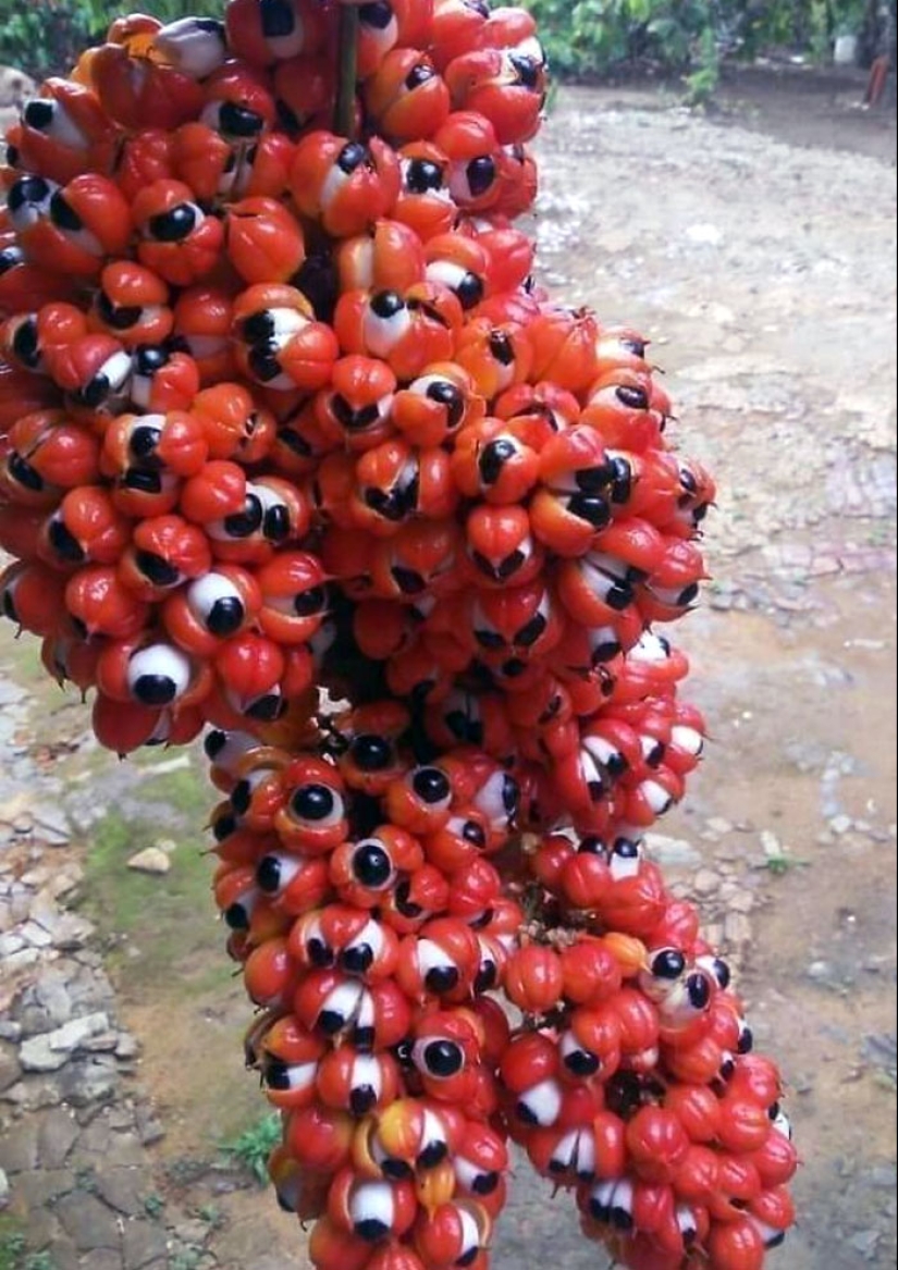 11 Strange And Unique Botanical Specimens You Might Not Have Seen Before 11 Strange And Unique Botanical Specimens You Might Not Have Seen Before
