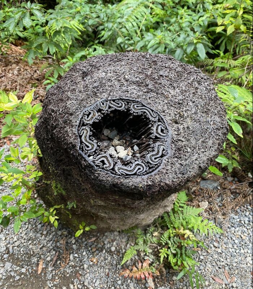 11 Strange And Unique Botanical Specimens You Might Not Have Seen Before 11 Strange And Unique Botanical Specimens You Might Not Have Seen Before