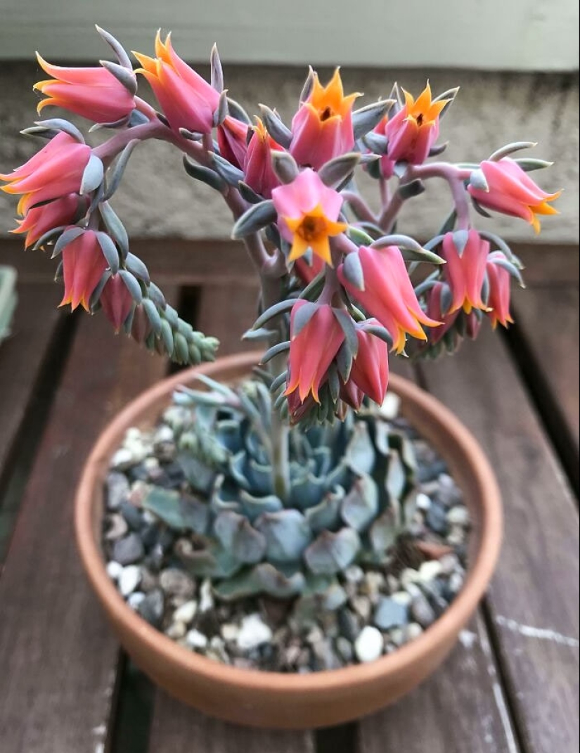 11 Strange And Unique Botanical Specimens You Might Not Have Seen Before 11 Strange And Unique Botanical Specimens You Might Not Have Seen Before