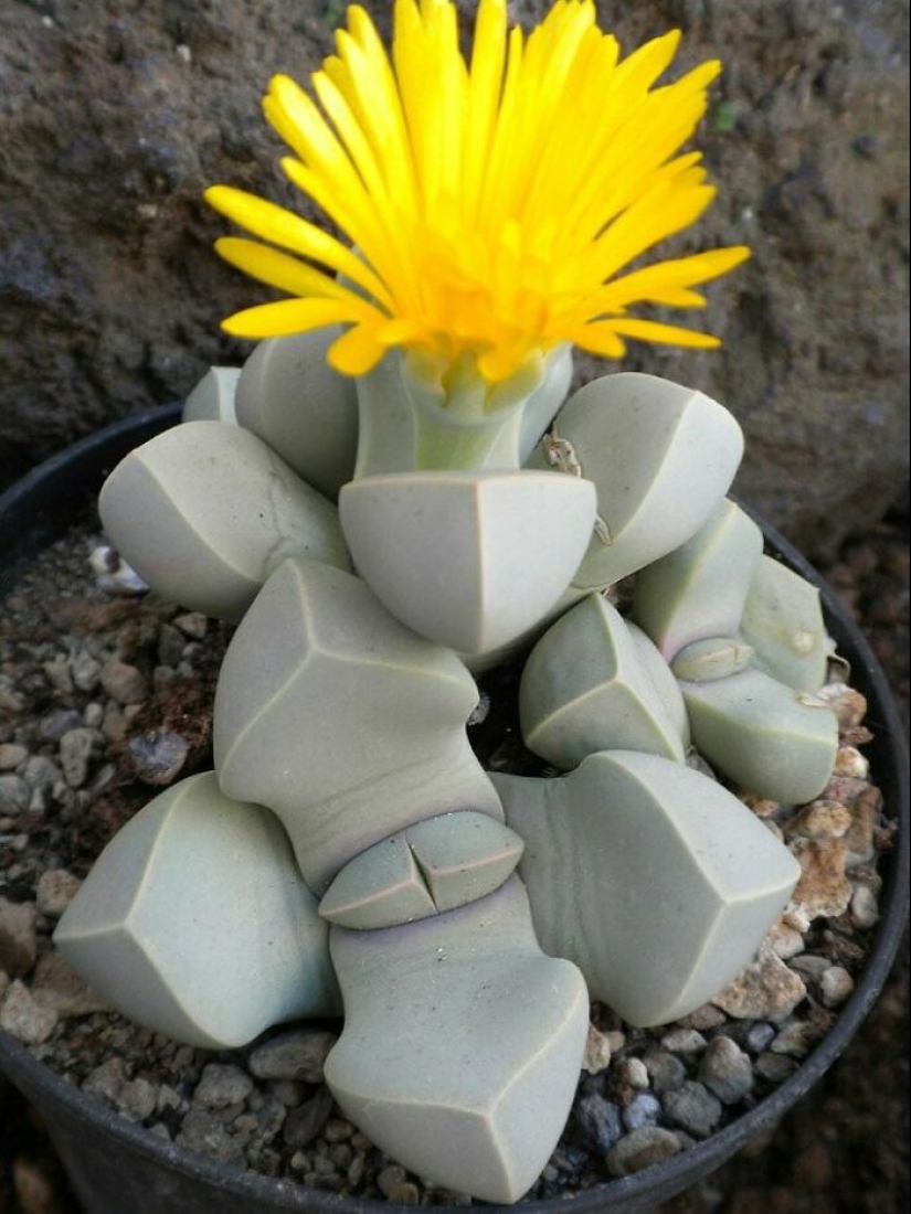 11 Strange And Unique Botanical Specimens You Might Not Have Seen Before 11 Strange And Unique Botanical Specimens You Might Not Have Seen Before