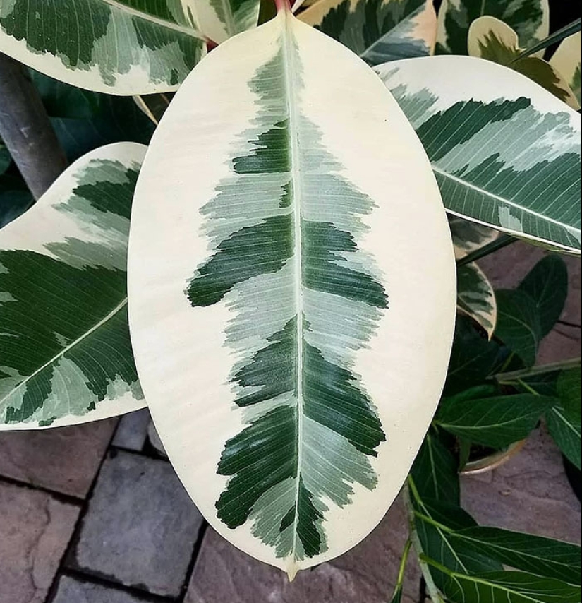 11 Strange And Unique Botanical Specimens You Might Not Have Seen Before 11 Strange And Unique Botanical Specimens You Might Not Have Seen Before