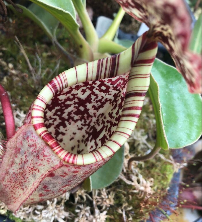 11 Strange And Unique Botanical Specimens You Might Not Have Seen Before 11 Strange And Unique Botanical Specimens You Might Not Have Seen Before