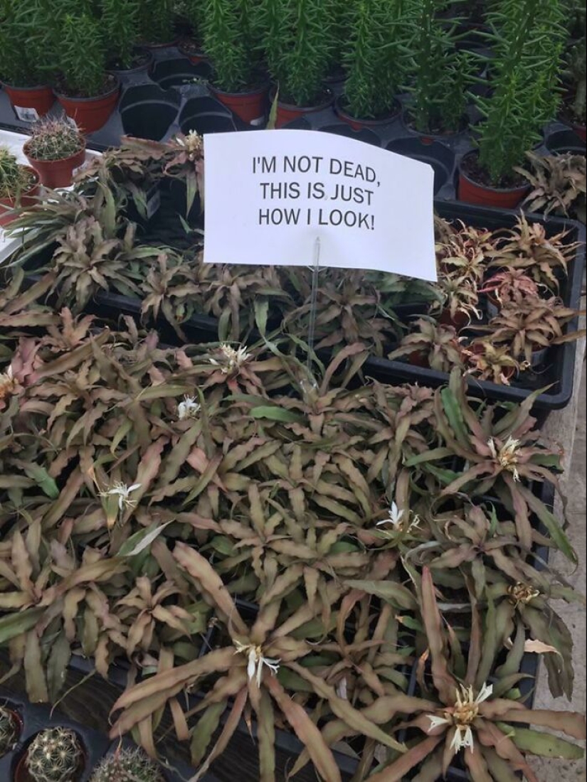 11 Strange And Unique Botanical Specimens You Might Not Have Seen Before 11 Strange And Unique Botanical Specimens You Might Not Have Seen Before