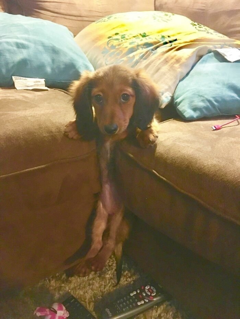 12 animales torpes que tienen situaciones ridículas