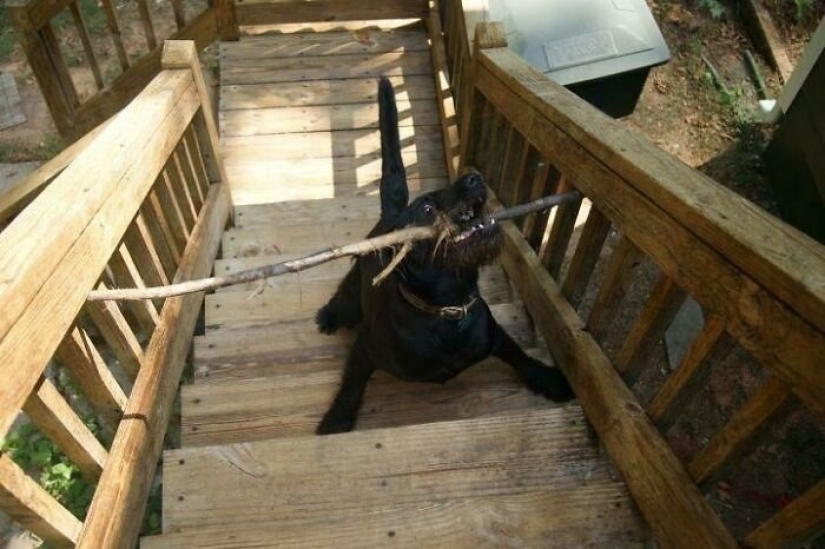 12 animales torpes que tienen situaciones ridículas