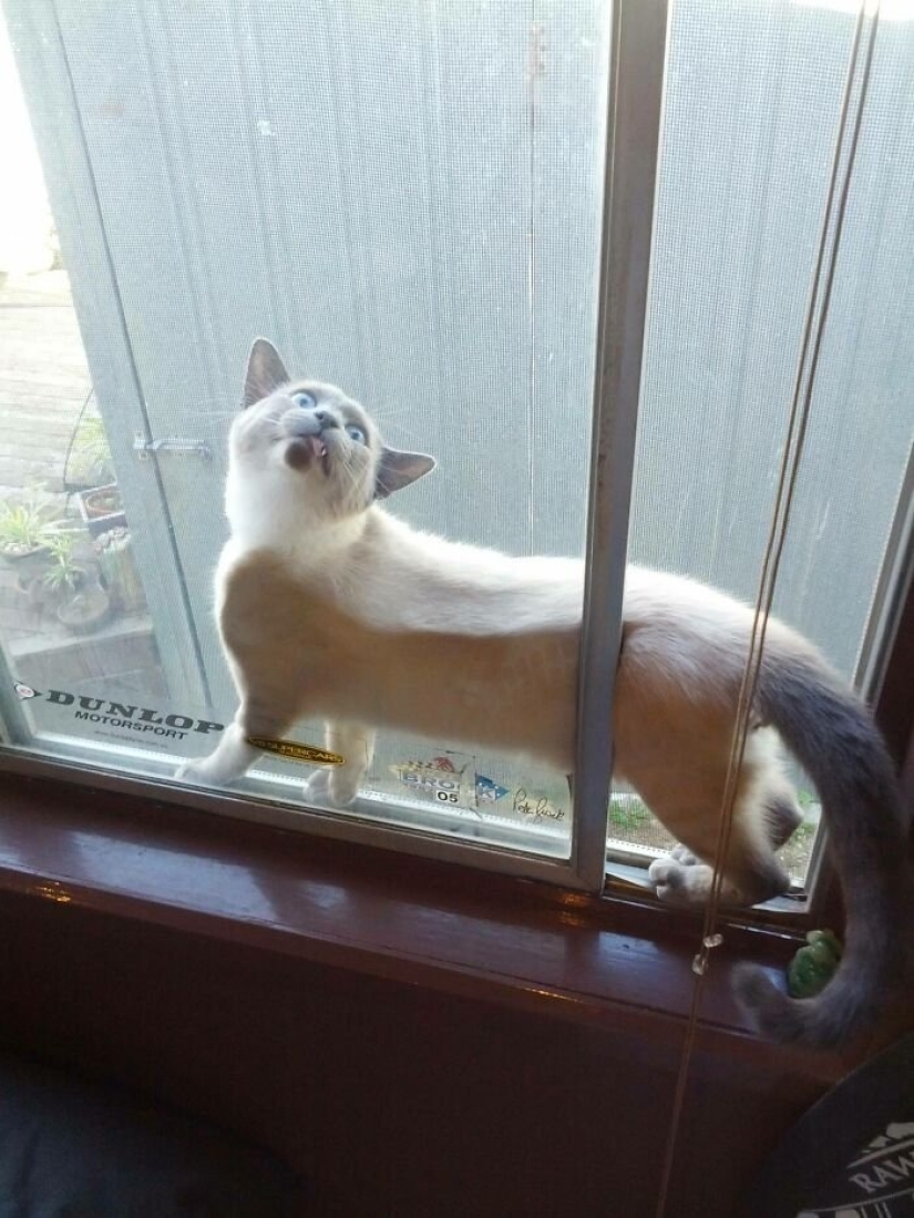 12 animales torpes que tienen situaciones ridículas