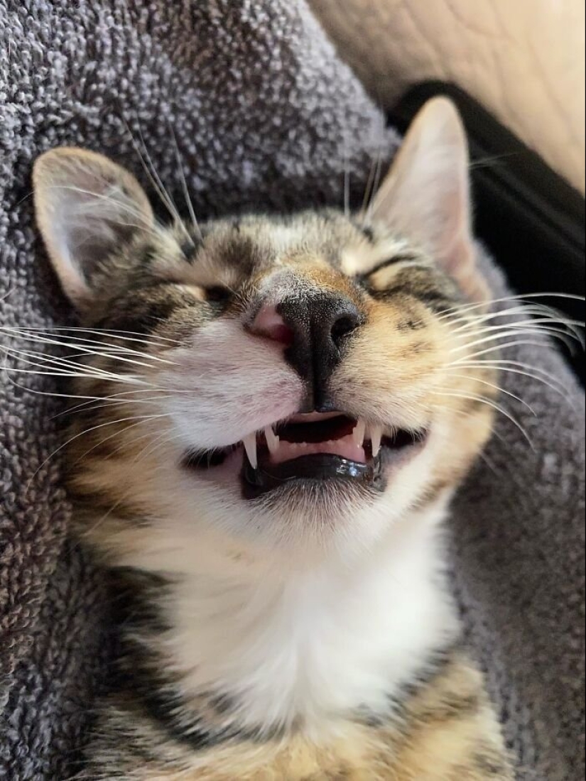 12 Cats With Such Funny Faces You Can't Stop Laughing