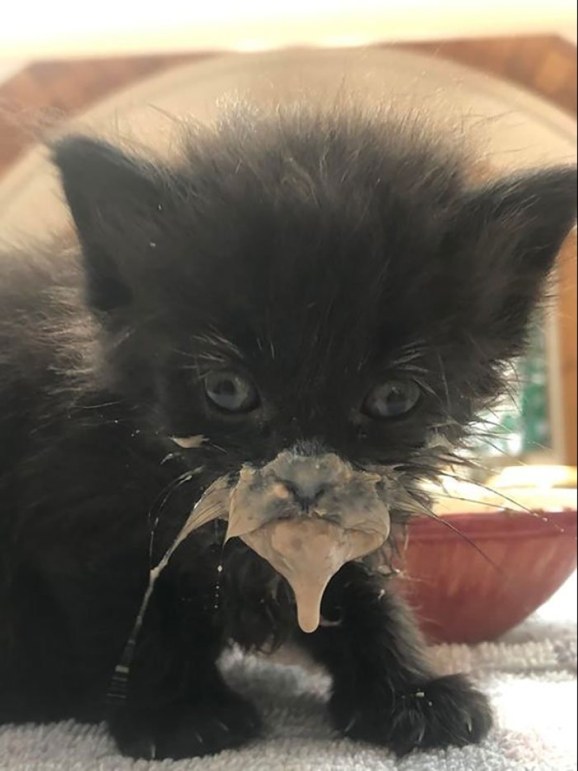 12 Cats With Such Funny Faces You Can't Stop Laughing