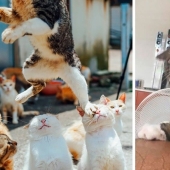 12 Cats With Such Funny Faces You Can't Stop Laughing