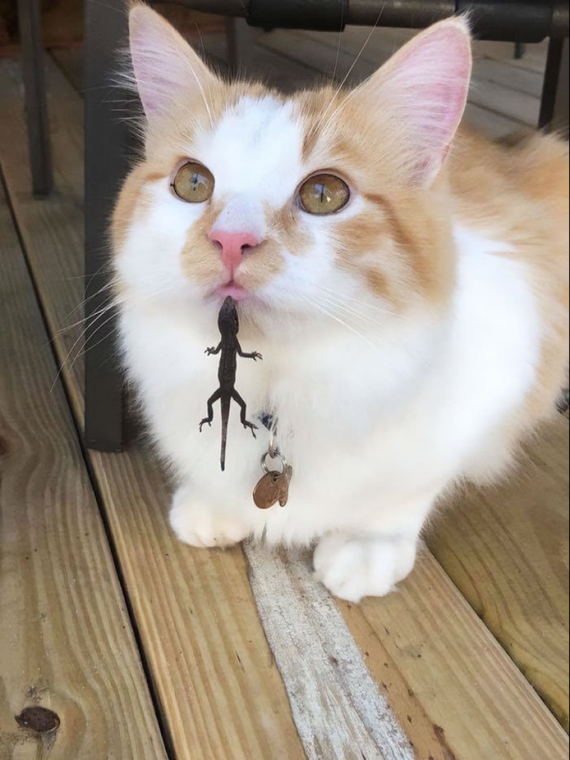 12 Cats With Such Funny Faces You Can't Stop Laughing