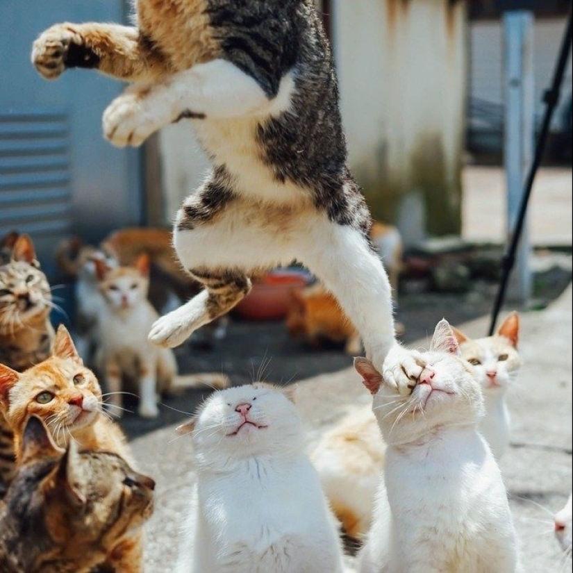 12 Cats With Such Funny Faces You Can't Stop Laughing
