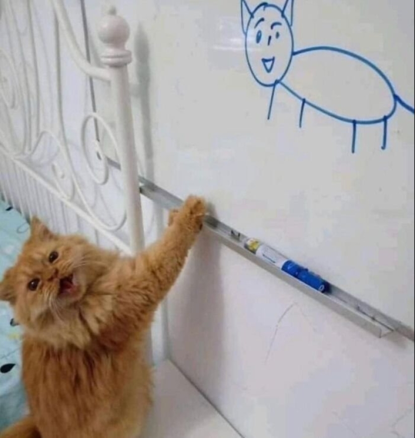 12 Cats With Such Funny Faces You Can't Stop Laughing