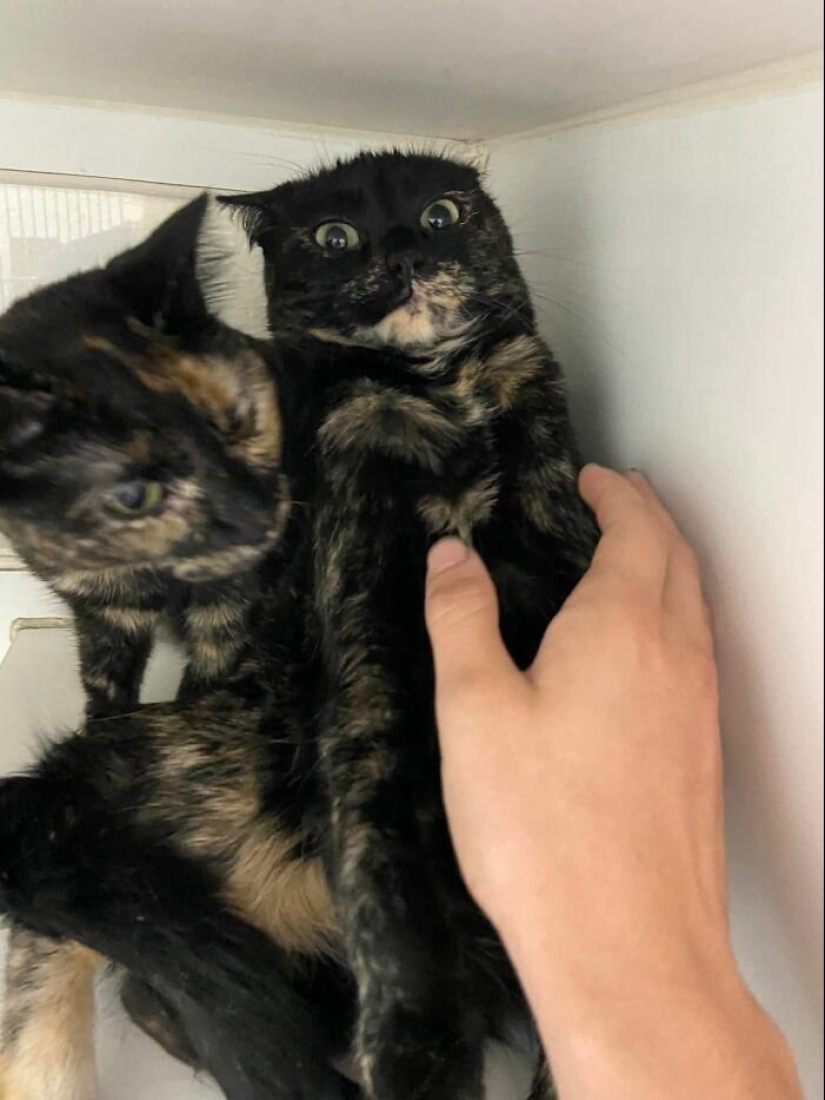 12 Cats With Such Funny Faces You Can't Stop Laughing