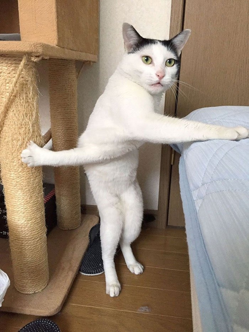 12 Clumsy Animals Who Got Ridiculous Situations