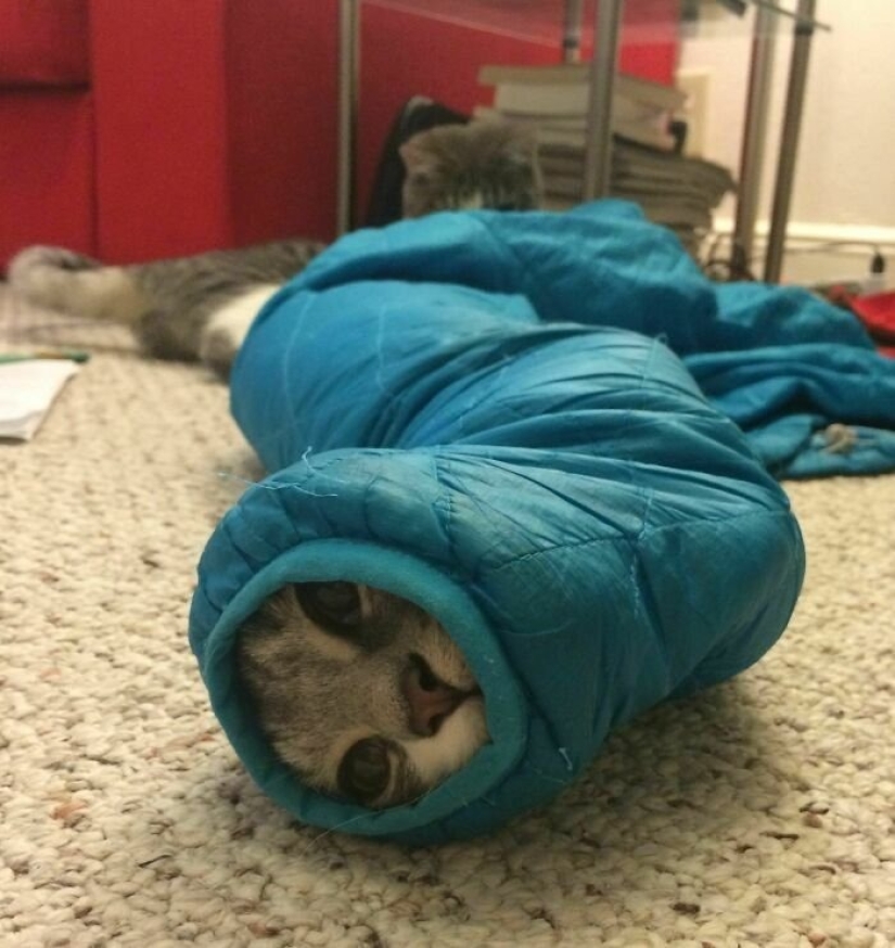 12 Clumsy Animals Who Got Ridiculous Situations
