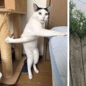 12 Clumsy Animals Who Got Ridiculous Situations 12 Clumsy Animals Who Got Ridiculous Situations