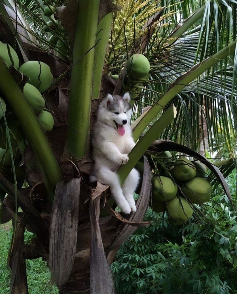 12 Clumsy Animals Who Got Ridiculous Situations