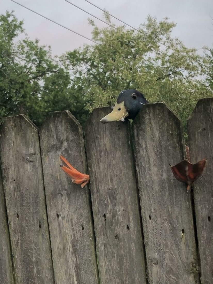12 Clumsy Animals Who Got Ridiculous Situations