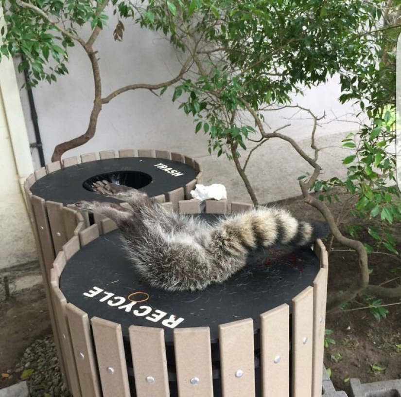 12 Clumsy Animals Who Got Ridiculous Situations