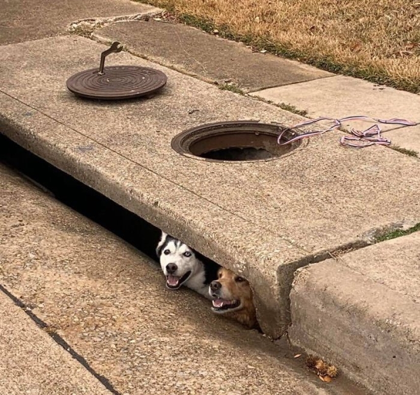 12 Clumsy Animals Who Got Ridiculous Situations